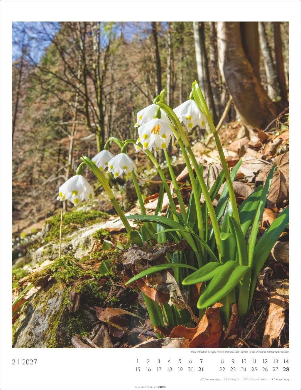 Heimische Wälder Wandkalender 2027 – Bild 3