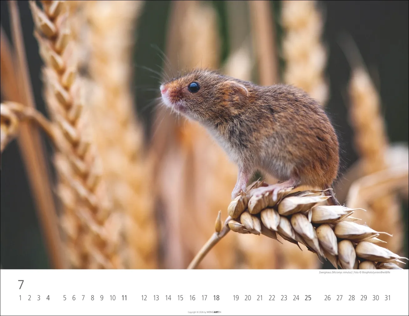 Heimische Wildtiere Wandkalender 2027 – Bild 8