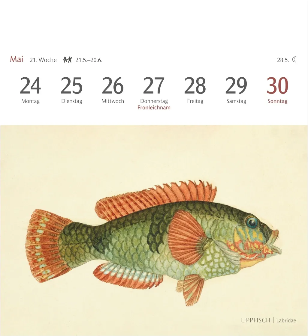 Fische Postkartenkalender 2027 – Bild 2