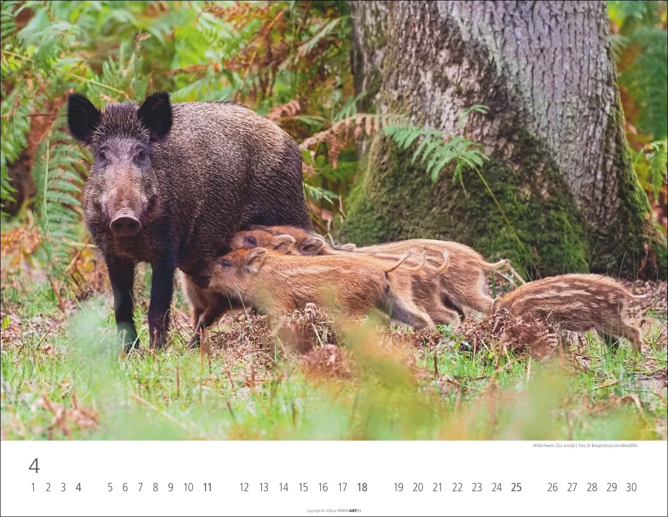 Heimische Wildtiere Wandkalender 2027 – Bild 5