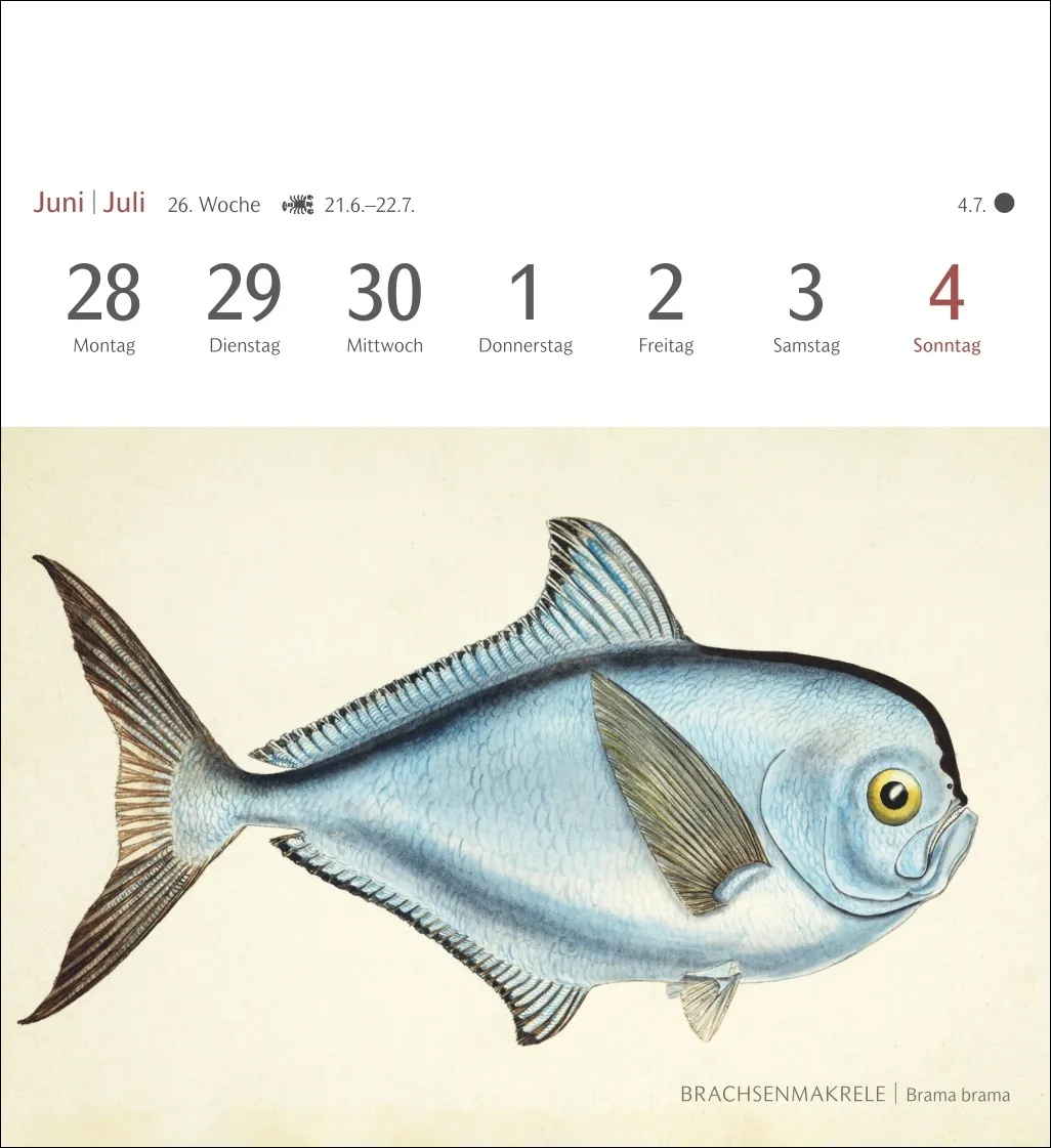 Fische Postkartenkalender 2027 – Bild 8