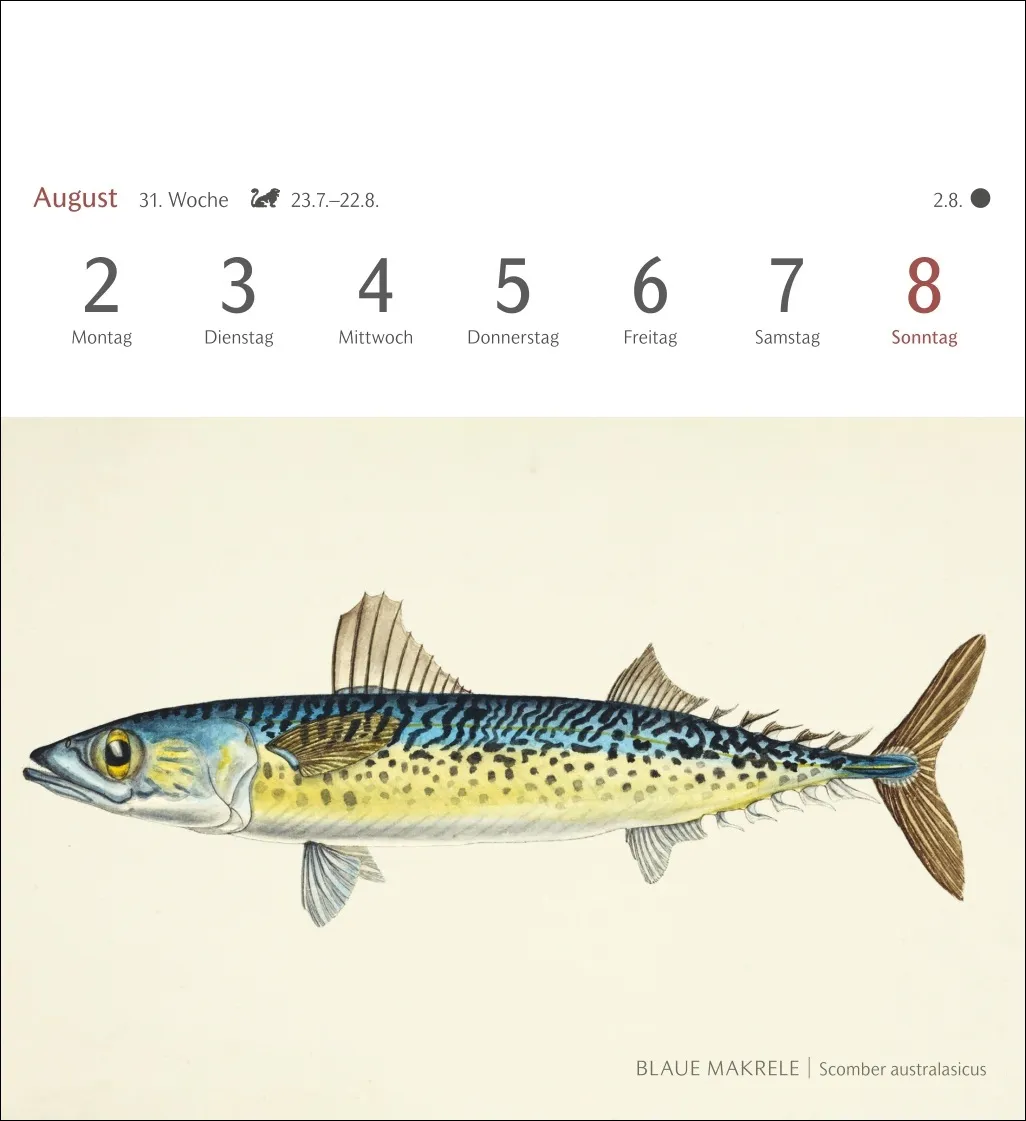 Fische Postkartenkalender 2027 – Bild 13