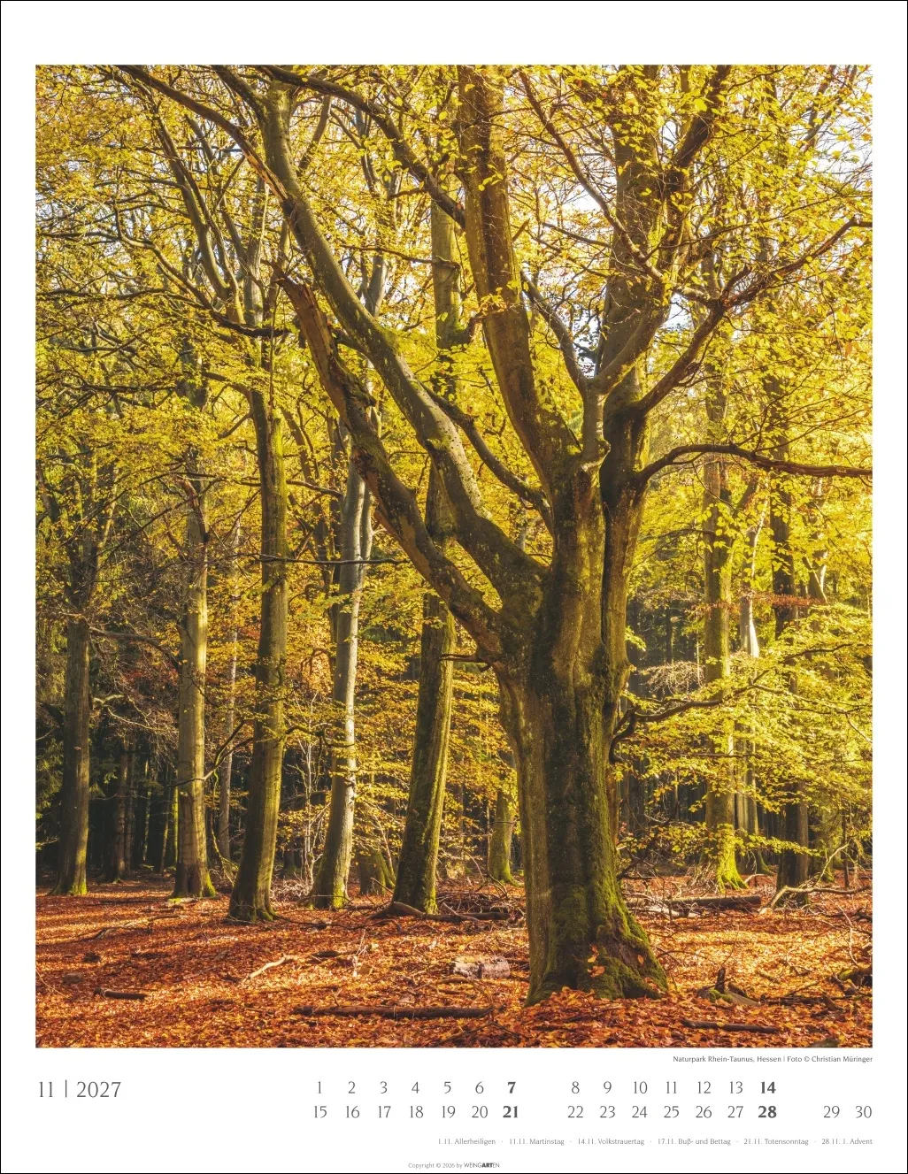 Heimische Wälder Wandkalender 2027 – Bild 12