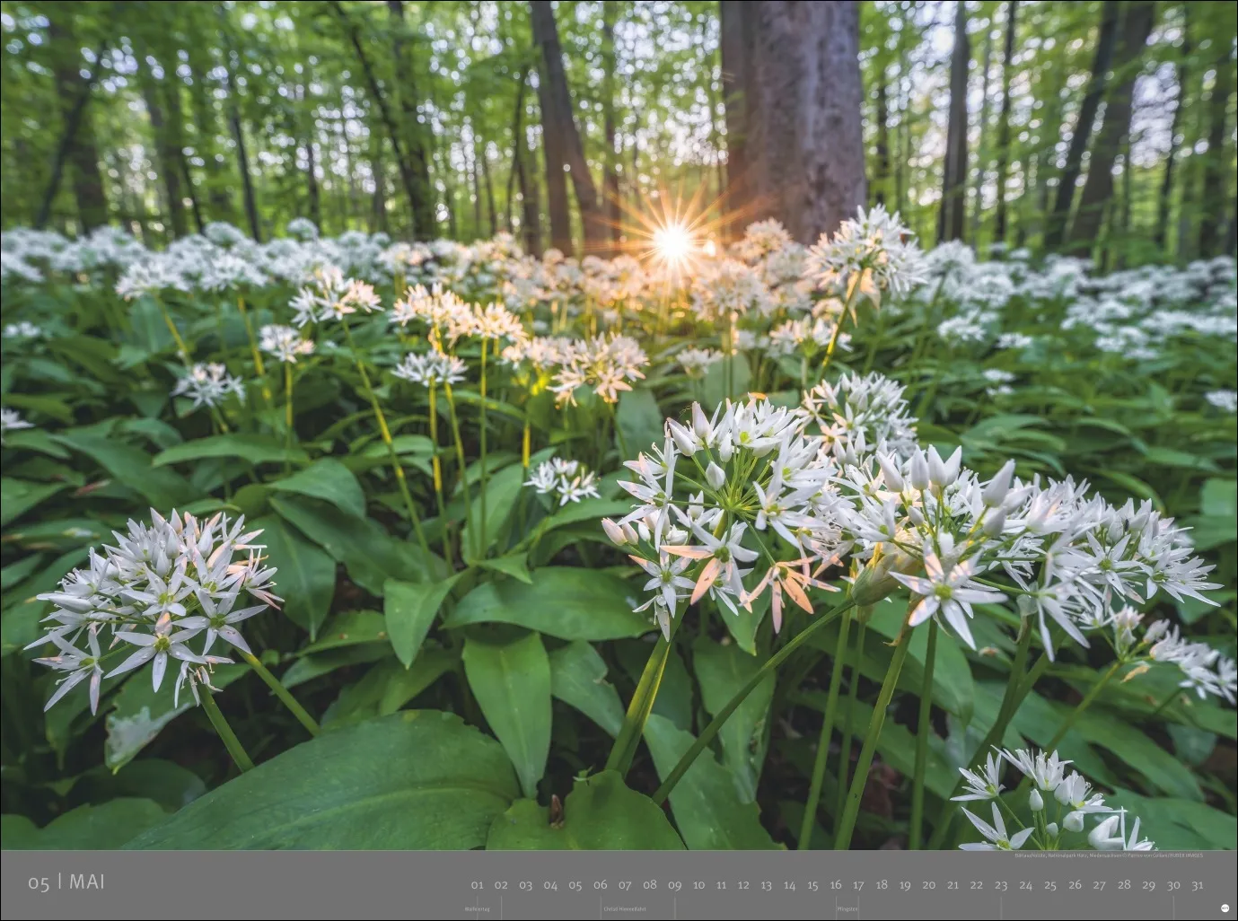 AvH Deutsche Nationalparks Wandkalender 2027 – Bild 6