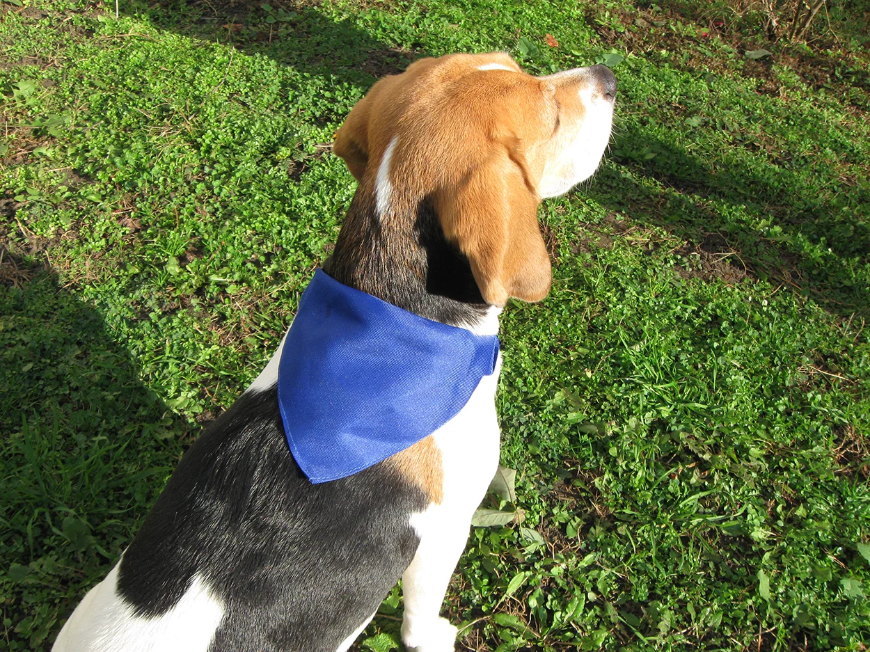 Hundehalsband Rex, blau – Bild 2
