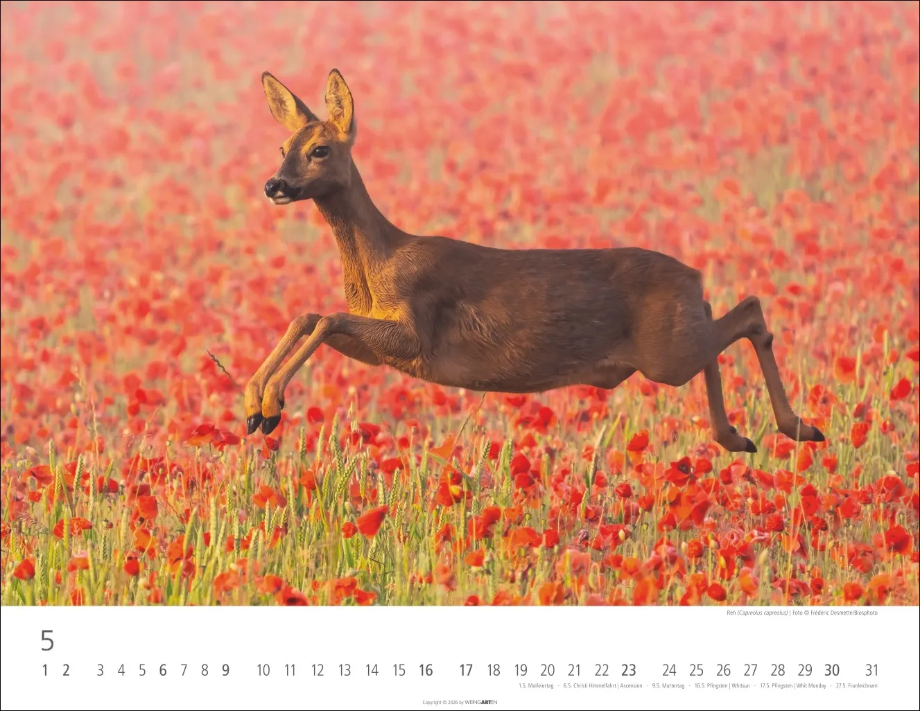 Heimische Wildtiere Wandkalender 2027 – Bild 6