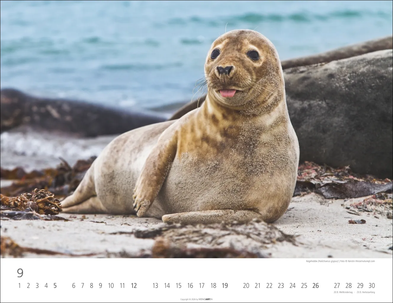 Heimische Wildtiere Wandkalender 2027 – Bild 10
