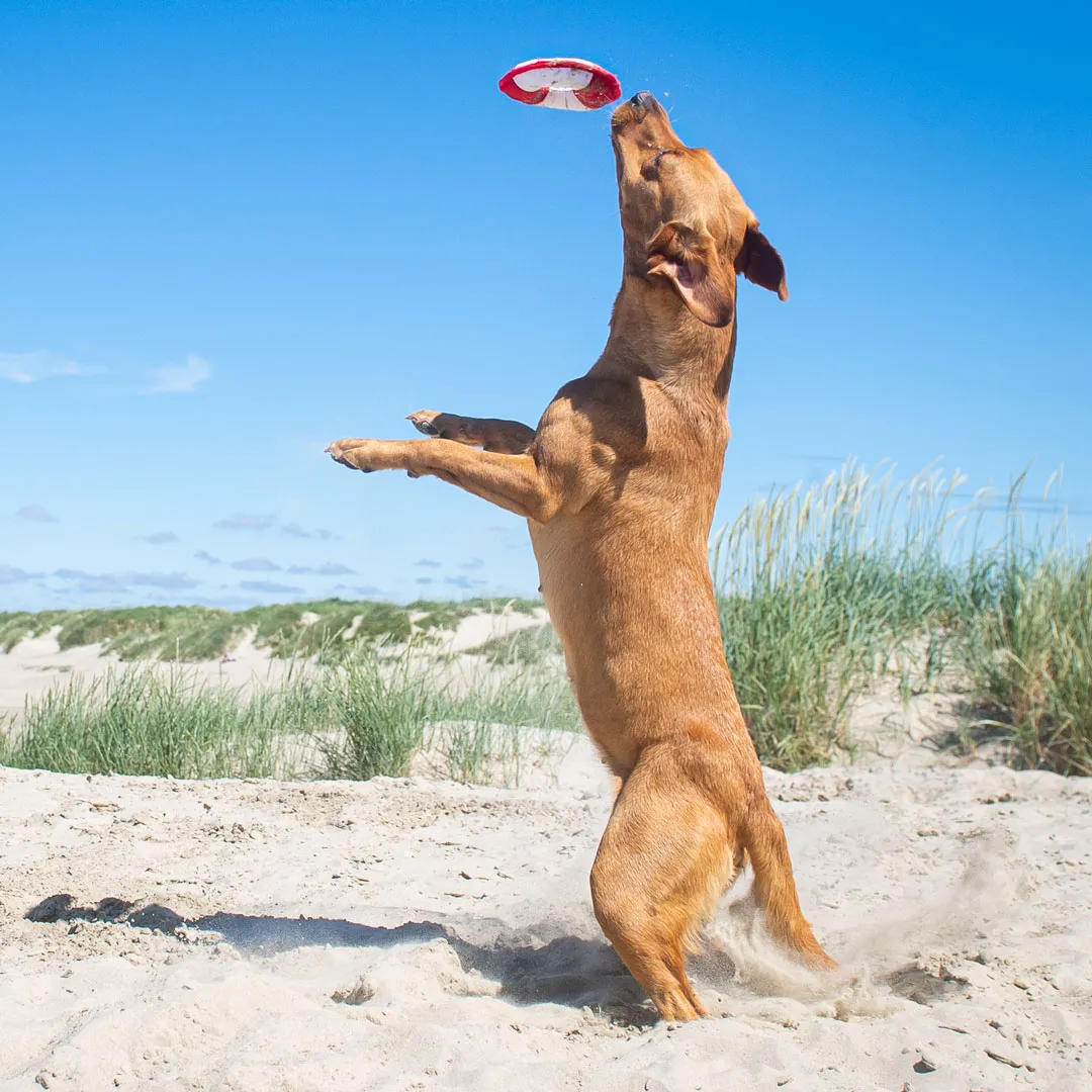 Hundespielzeug Flying Disc, weiß/rot – Bild 3