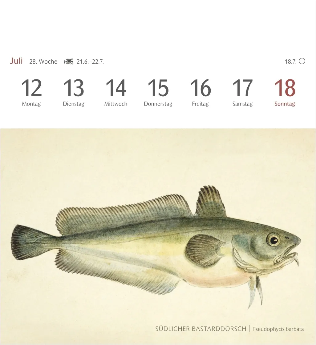 Fische Postkartenkalender 2027 – Bild 10