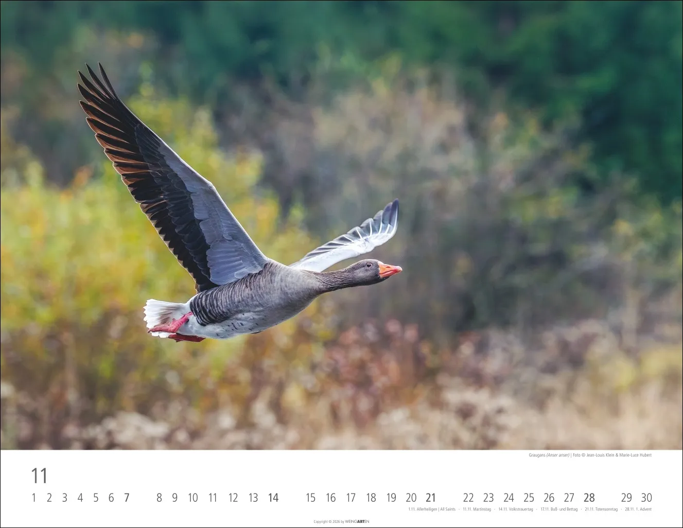 Heimische Wildtiere Wandkalender 2027 – Bild 12