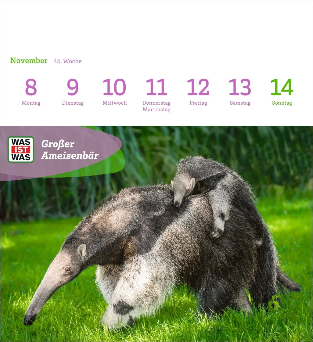 WAS IST WAS Geniale Tiere Postkartenkalender 2027 – Bild 6