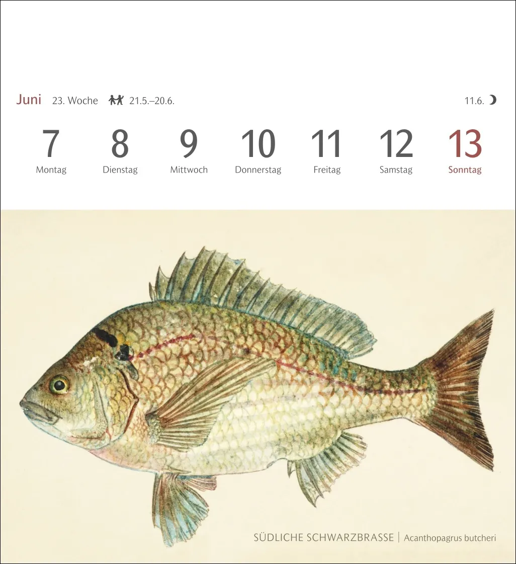 Fische Postkartenkalender 2027 – Bild 5