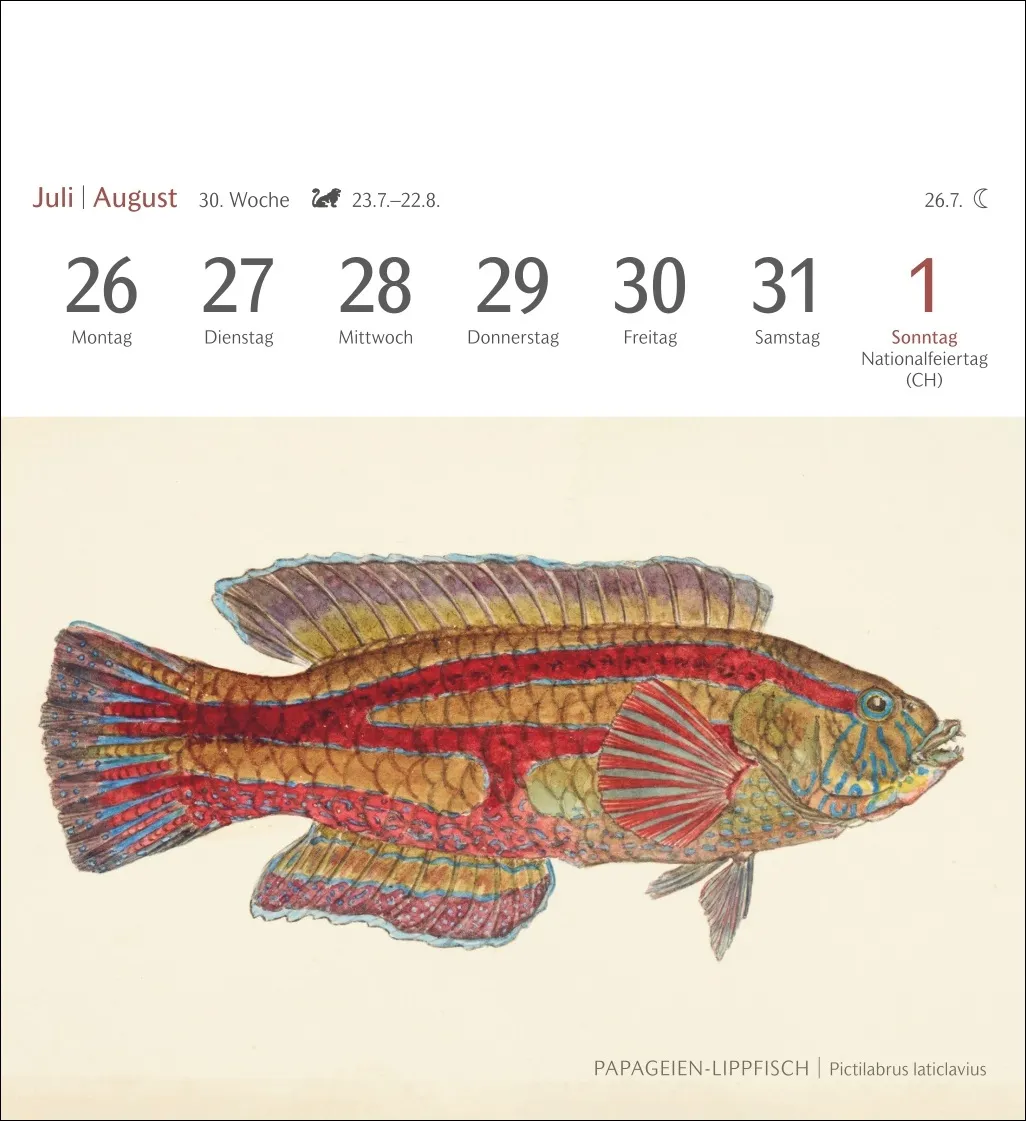 Fische Postkartenkalender 2027 – Bild 12