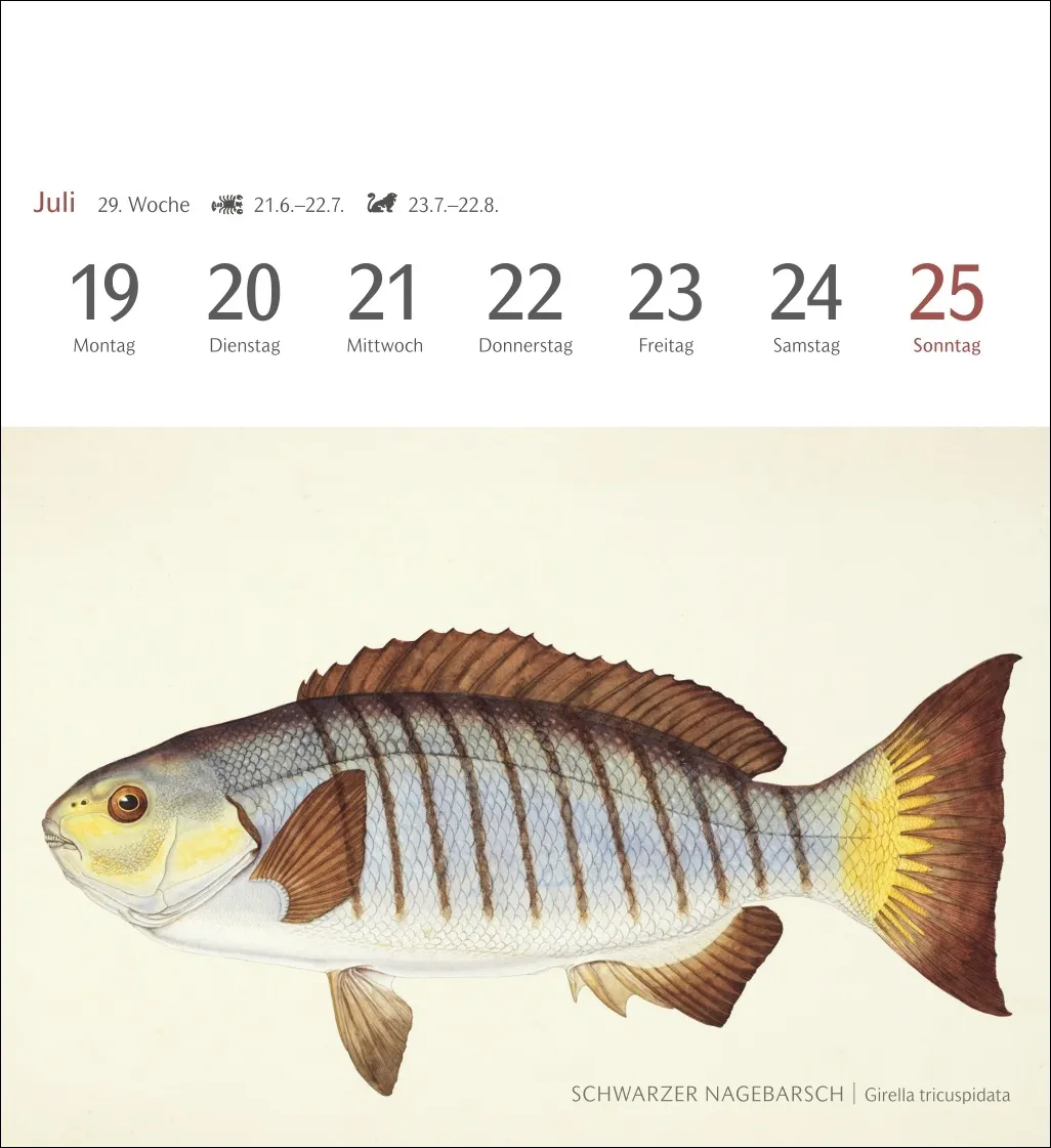 Fische Postkartenkalender 2027 – Bild 11