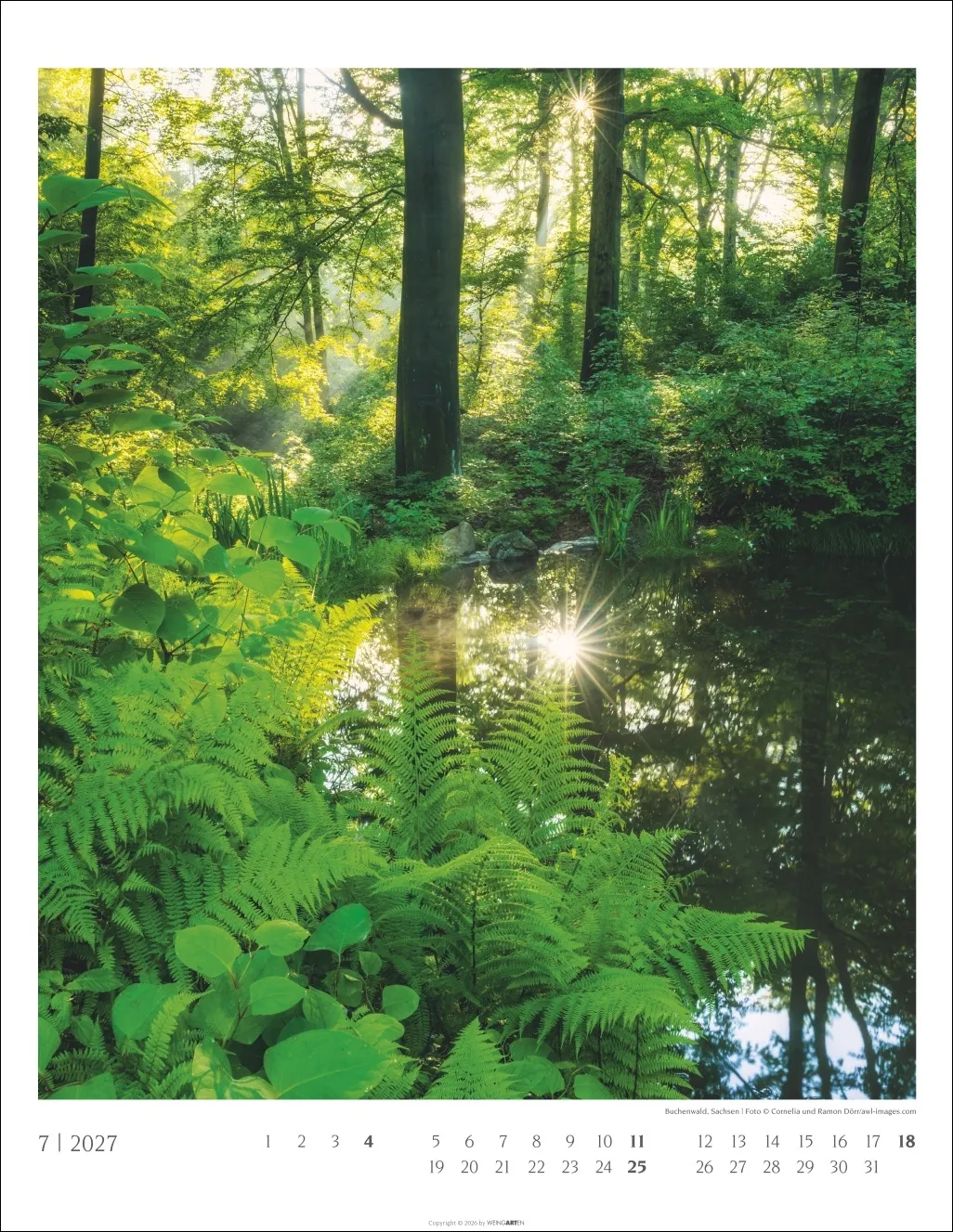 Heimische Wälder Wandkalender 2027 – Bild 8