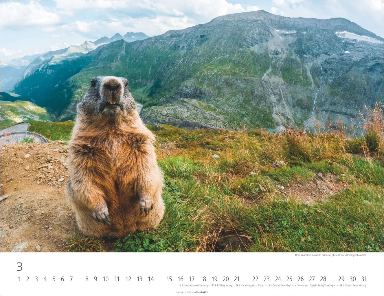Heimische Wildtiere Wandkalender 2027 – Bild 4
