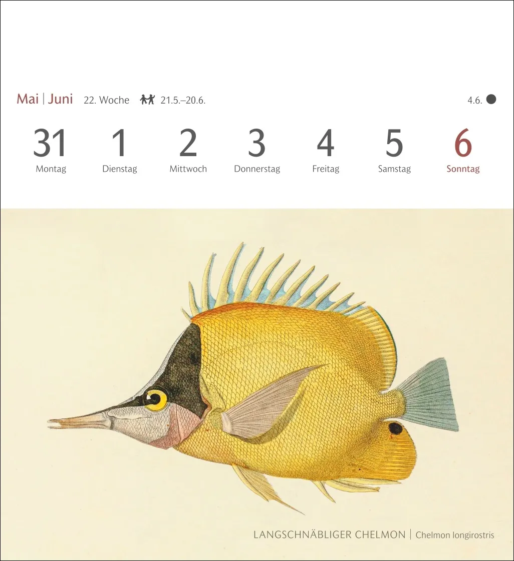 Fische Postkartenkalender 2027 – Bild 4