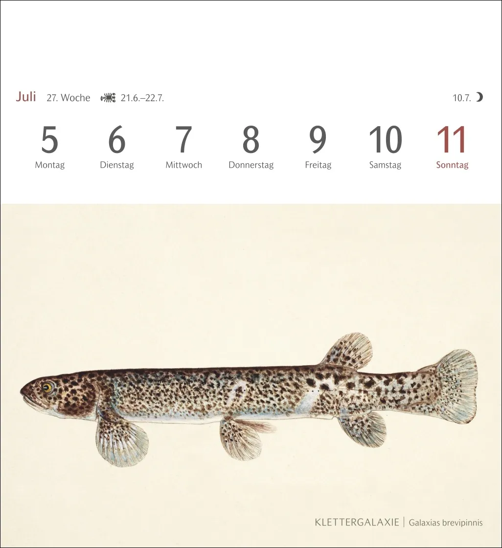 Fische Postkartenkalender 2027 – Bild 9