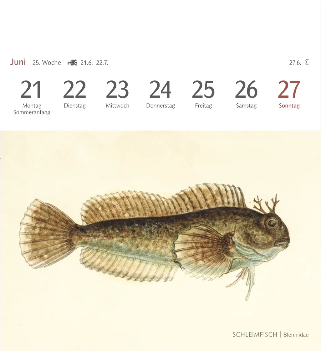 Fische Postkartenkalender 2027 – Bild 7