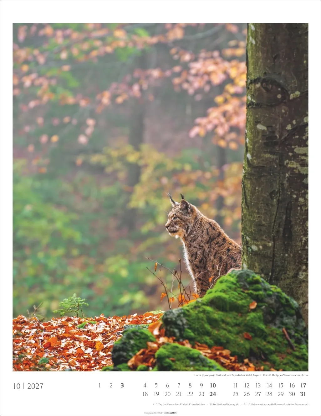 Heimische Wälder Wandkalender 2027 – Bild 11