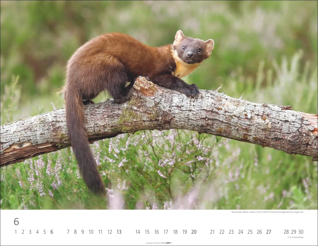 Heimische Wildtiere Wandkalender 2027 – Bild 7