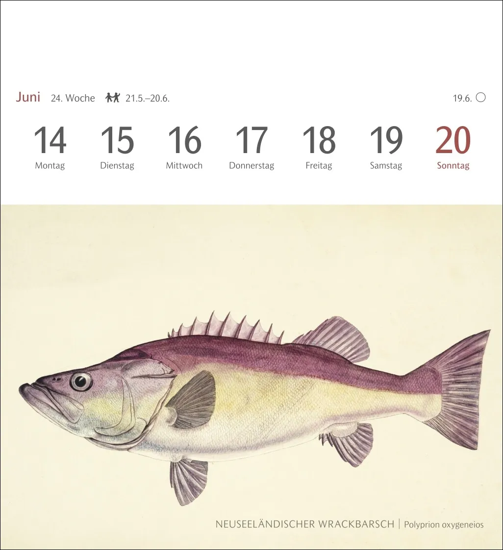 Fische Postkartenkalender 2027 – Bild 6