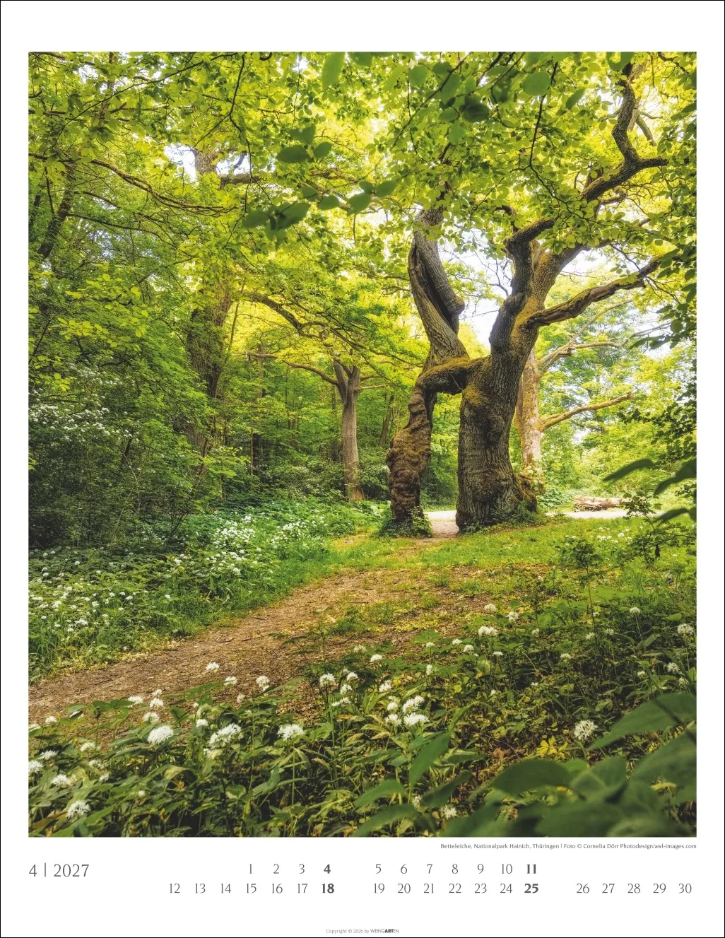 Heimische Wälder Wandkalender 2027 – Bild 5