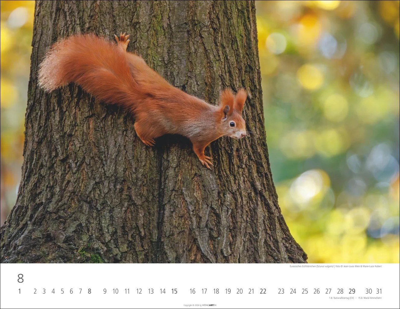 Heimische Wildtiere Wandkalender 2027 – Bild 9
