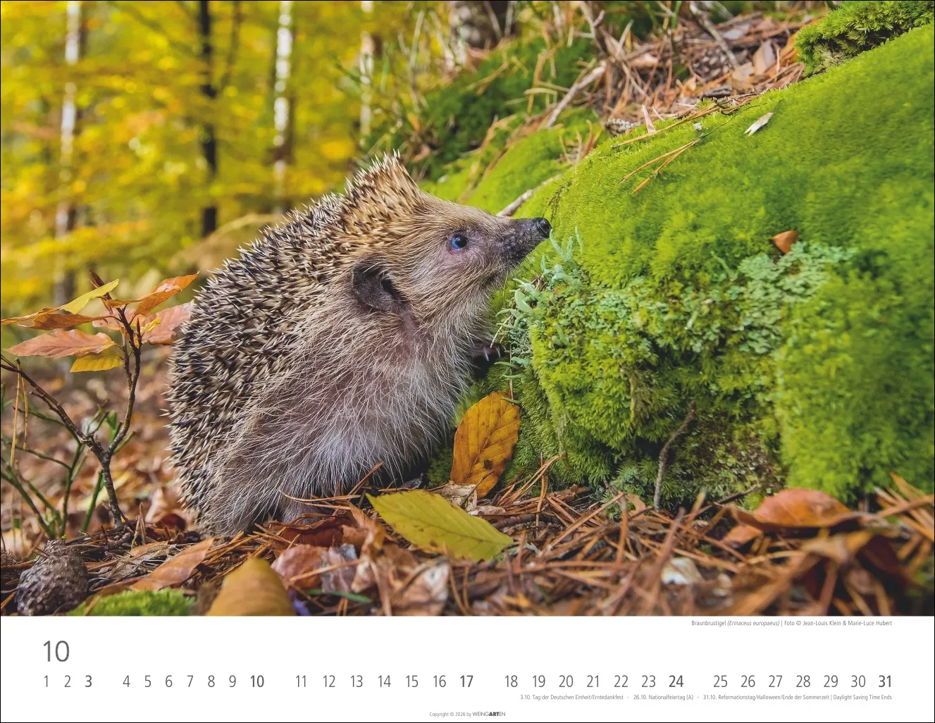 Heimische Wildtiere Wandkalender 2027 – Bild 11