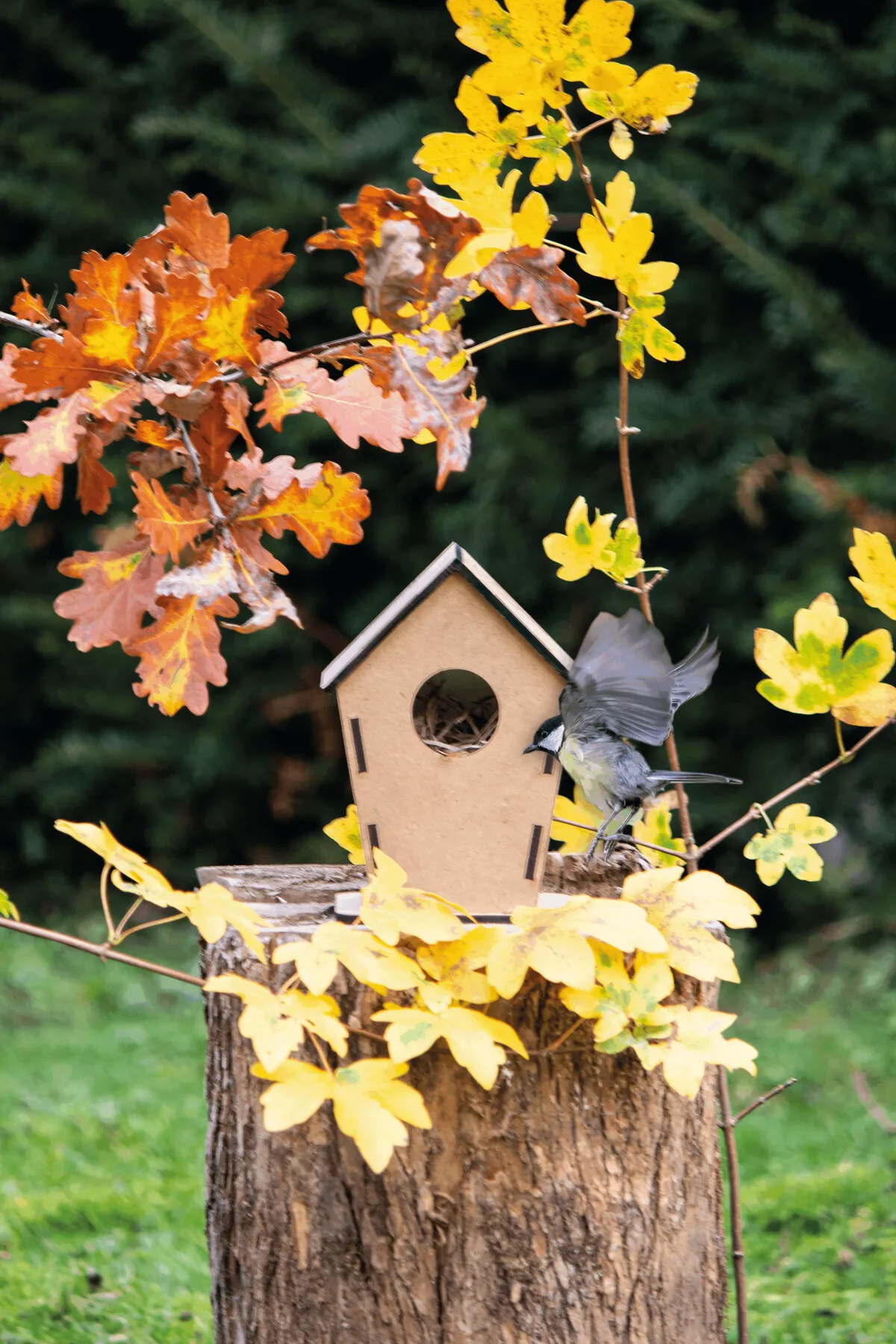 MECOZI HOME - Vogelhaus Holz, Holz – Bild 6
