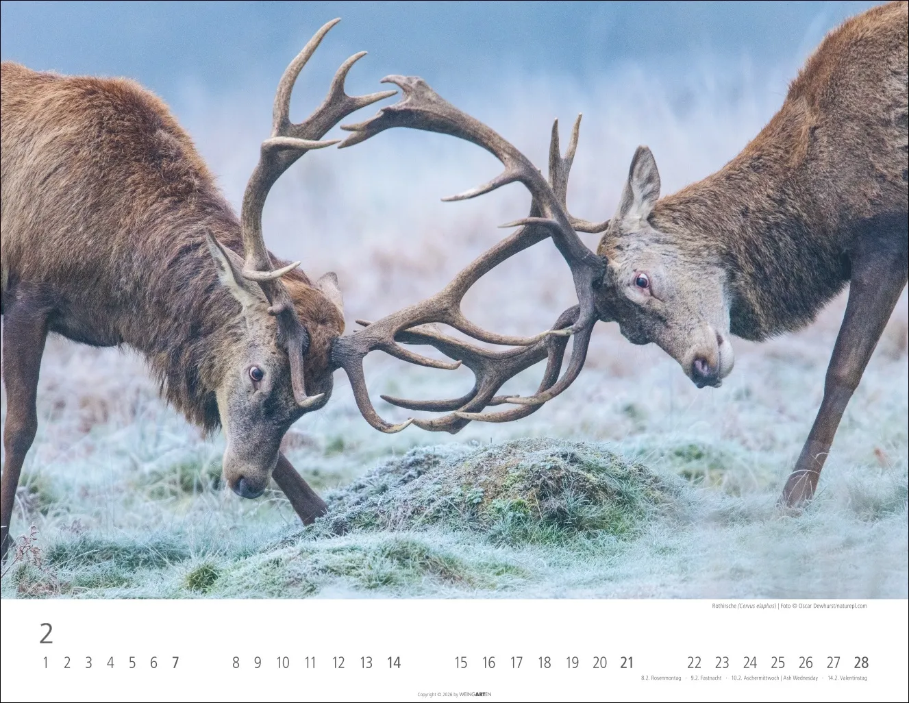Heimische Wildtiere Wandkalender 2027 – Bild 3