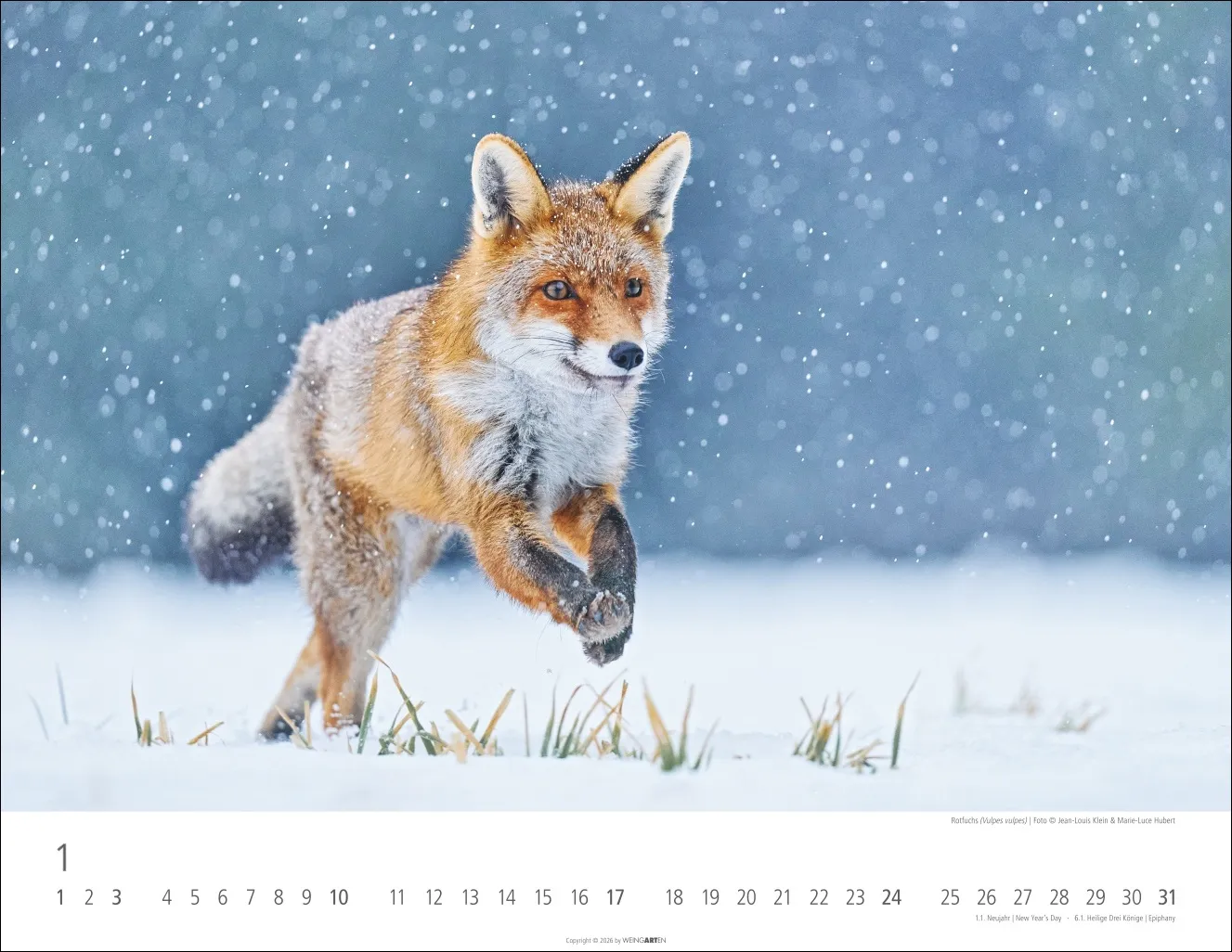 Heimische Wildtiere Wandkalender 2027 – Bild 2