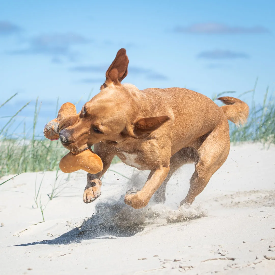 Hundespielzeug Knochen, braun – Bild 3