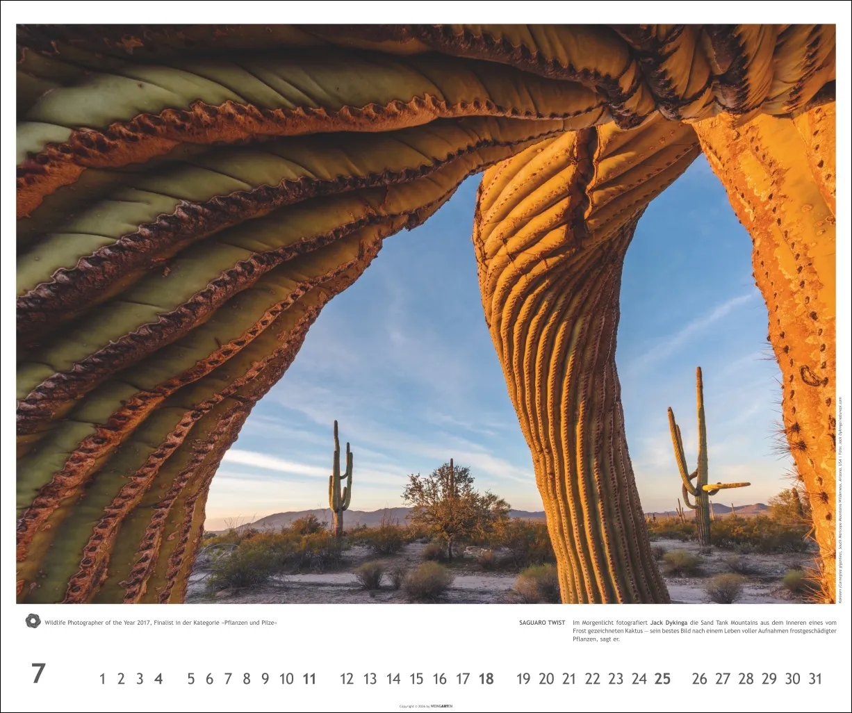 Meisterwerke der Natur Wandkalender 2027 – Bild 8