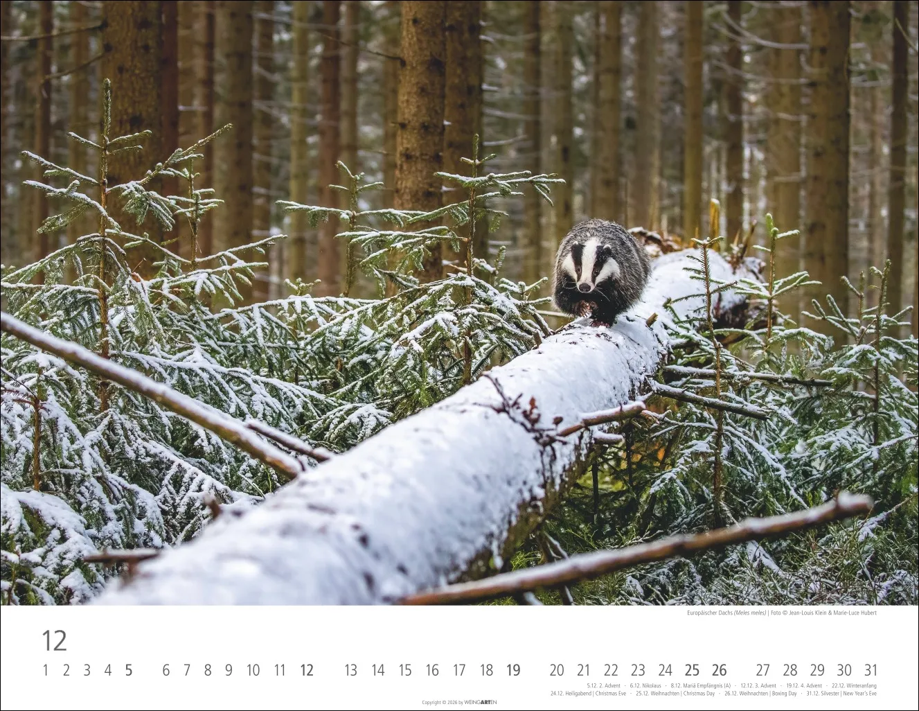 Heimische Wildtiere Wandkalender 2027 – Bild 13